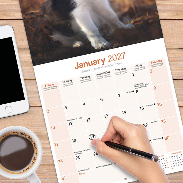 Border Collie Calendar 2027