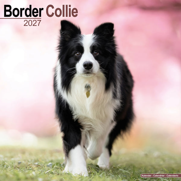 Border Collie Calendar 2027