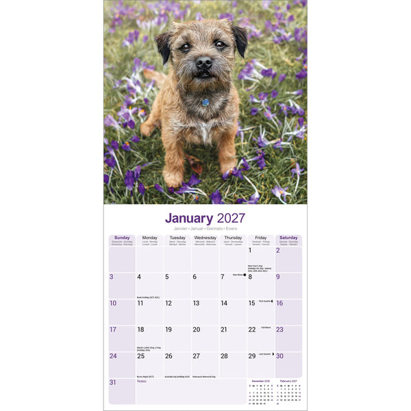 Border Terrier Calendar 2027