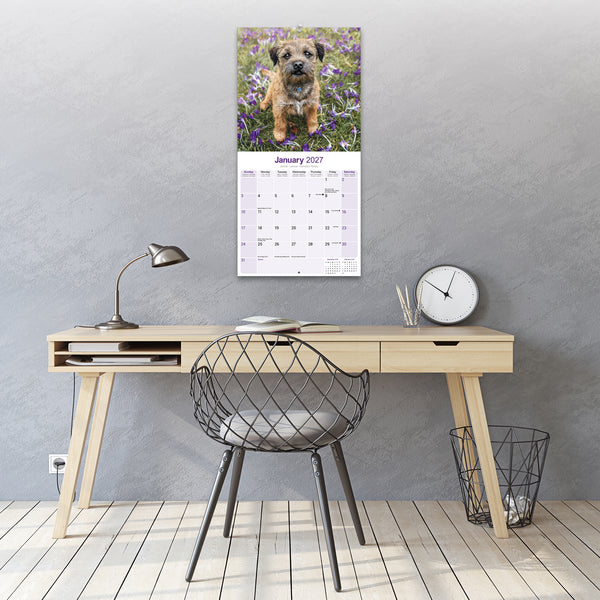 Border Terrier Calendar 2027