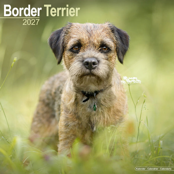 Border Terrier Calendar 2027