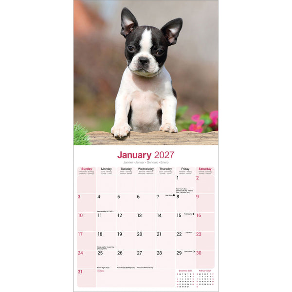 Boston Terrier Calendar 2027
