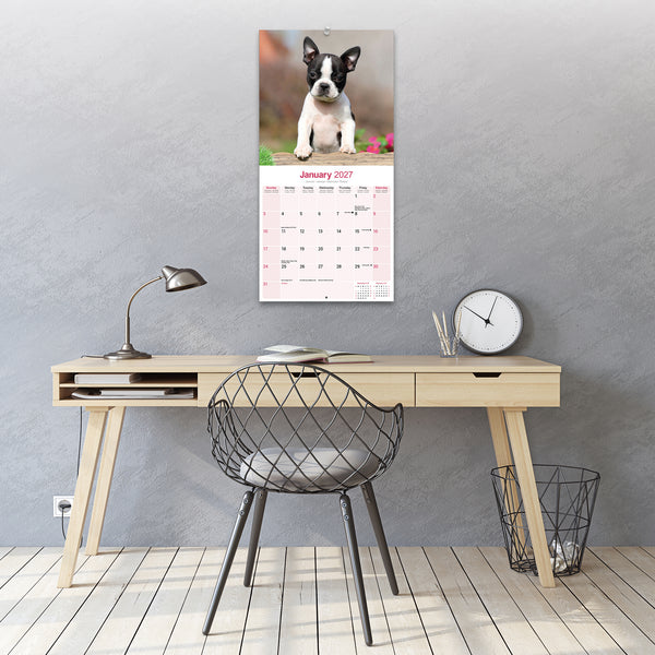 Boston Terrier Calendar 2027