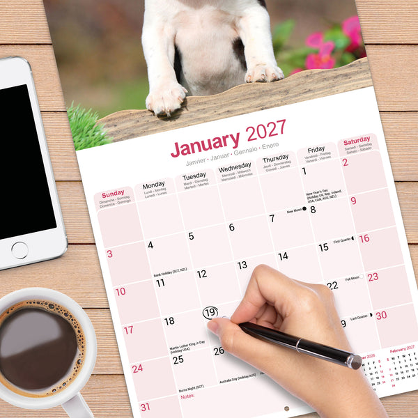 Boston Terrier Calendar 2027