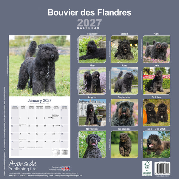 Bouvier des Flandres Calendar 2027