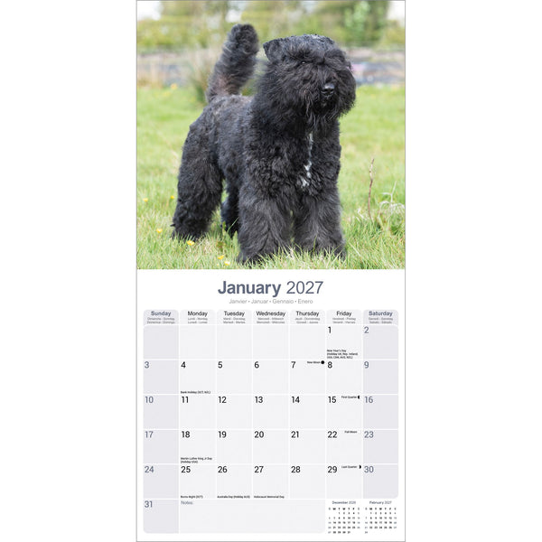 Bouvier des Flandres Calendar 2027