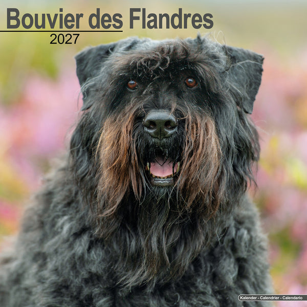 Bouvier des Flandres Calendar 2027
