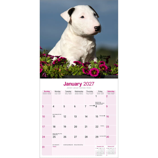Bull Terrier Calendar 2027