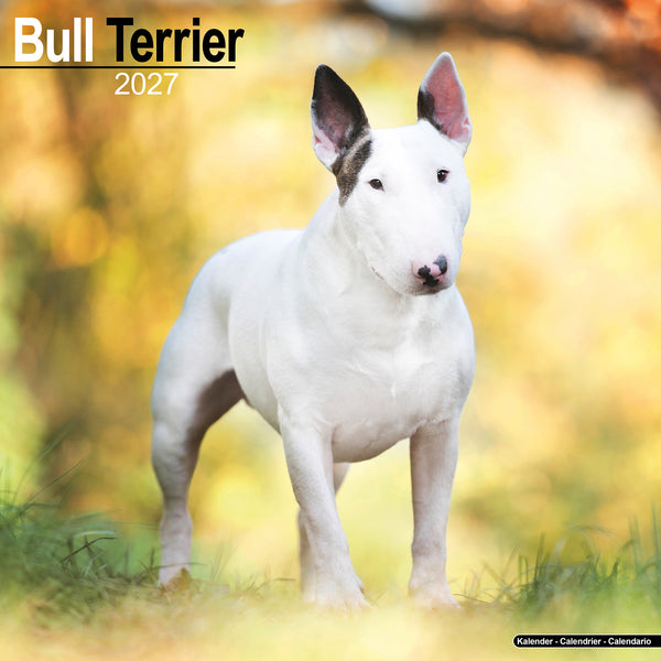 Bull Terrier Calendar 2027