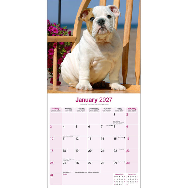 Bulldog Calendar 2027