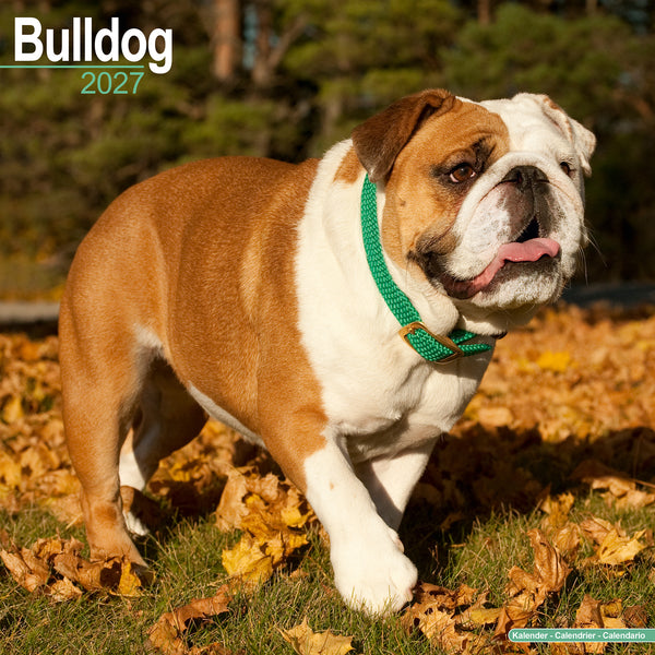 Bulldog Calendar 2027