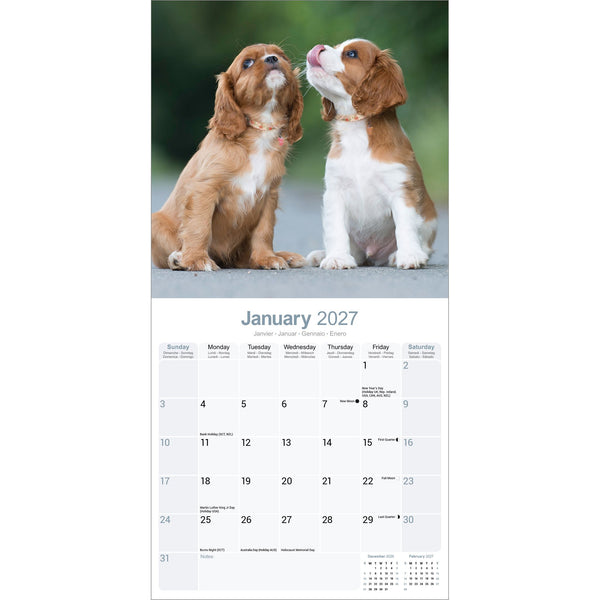 Cavalier King Charles Spaniel Calendar 2027