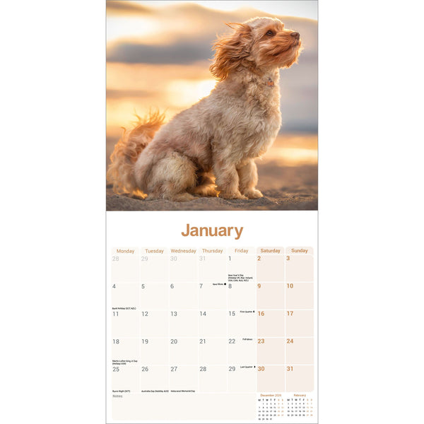 Cavapoo Calendar 2027