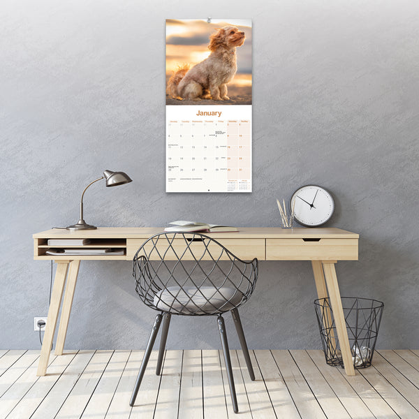 Cavapoo Calendar 2027