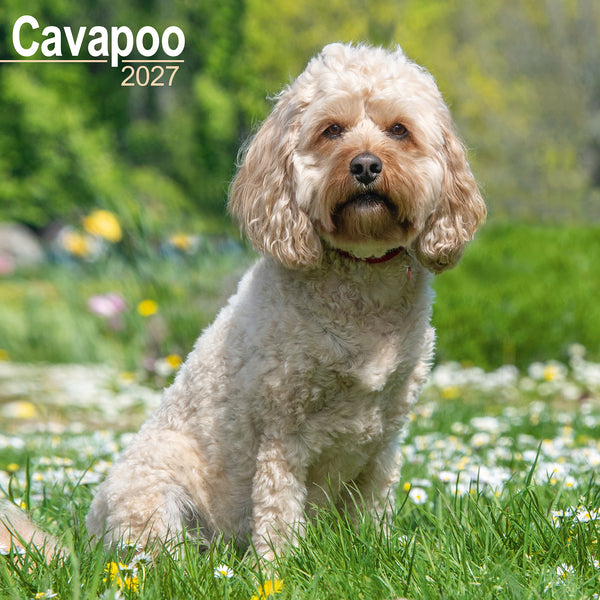 Cavapoo Calendar 2027