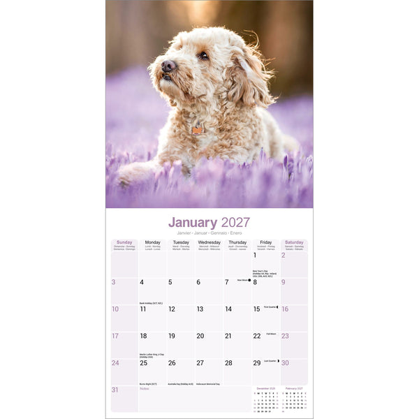 Cockapoo Calendar 2027