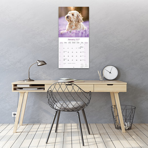 Cockapoo Calendar 2027