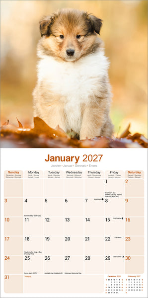 Collie Calendar 2027