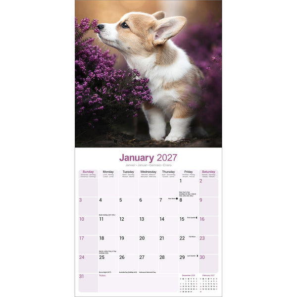 Corgi Calendar 2027