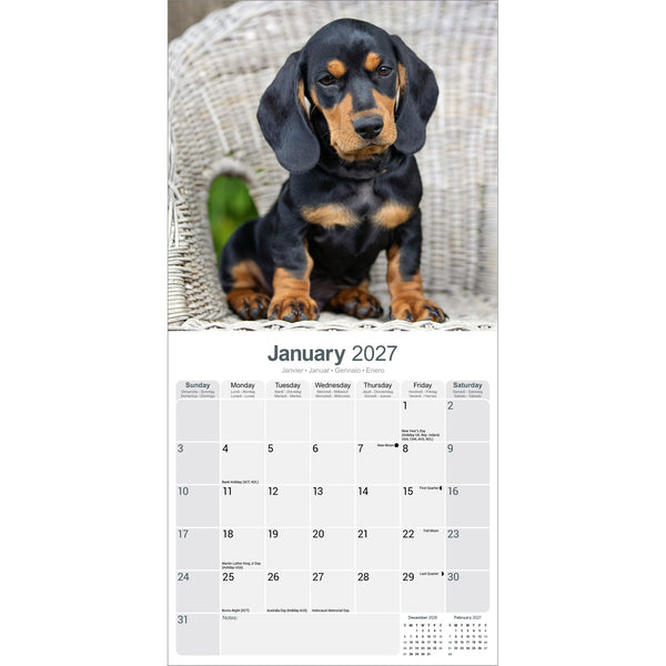 Dachshund Calendar 2027