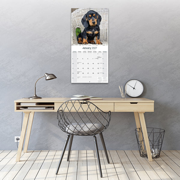 Dachshund Calendar 2027