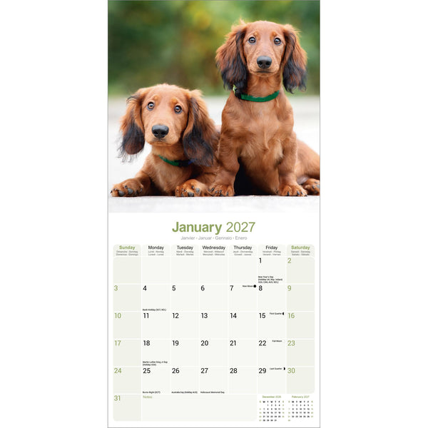 Dachshund Longhaired Calendar 2027