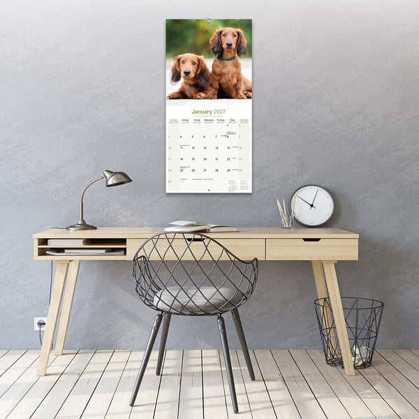 Dachshund Longhaired Calendar 2027