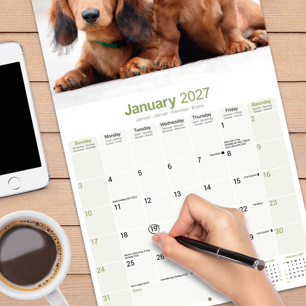 Dachshund Longhaired Calendar 2027