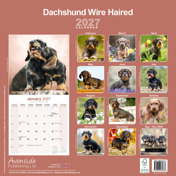 Dachshund Wirehaired Calendar 2027