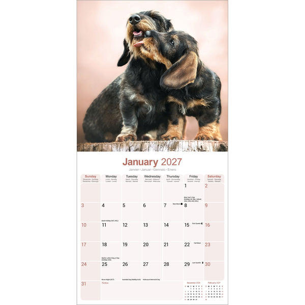 Dachshund Wirehaired Calendar 2027