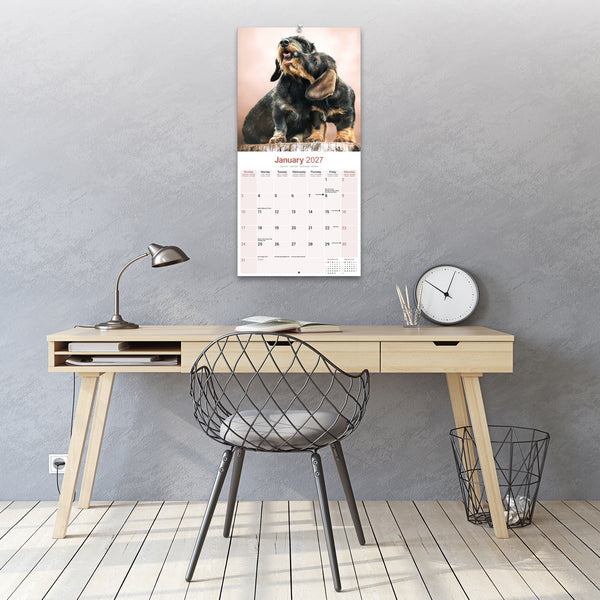 Dachshund Wirehaired Calendar 2027