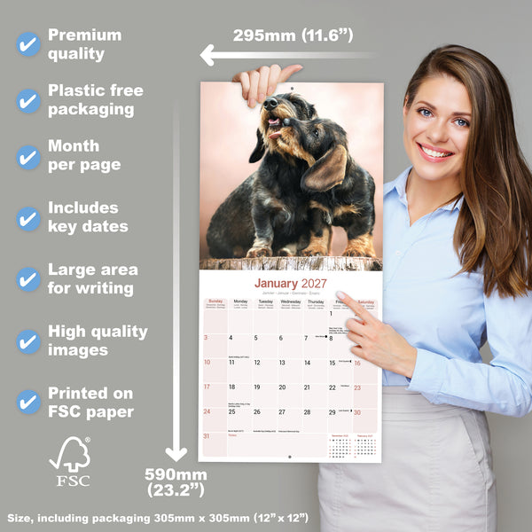 Dachshund Wirehaired Calendar 2027