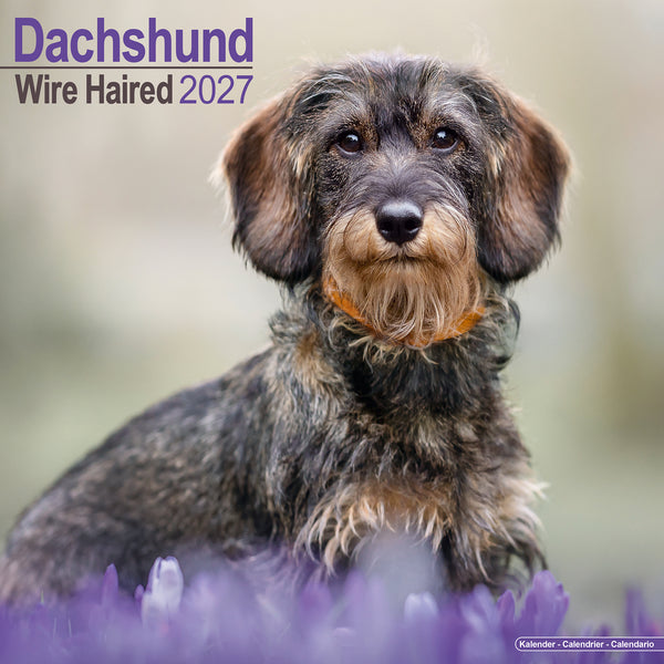 Dachshund Wirehaired Calendar 2027