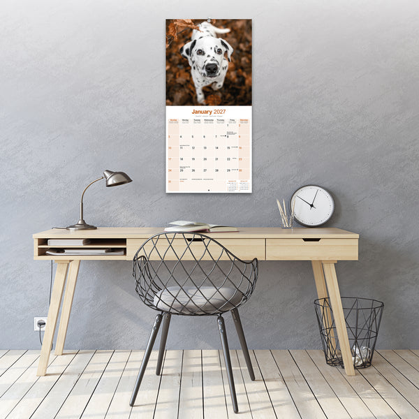 Dalmatian Calendar 2027
