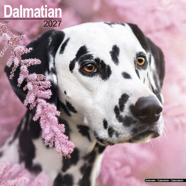 Dalmatian Calendar 2027