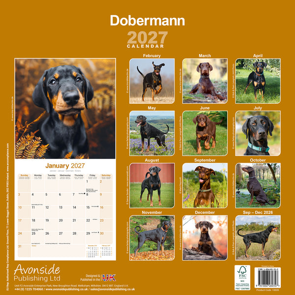 Dobermann Calendar 2027