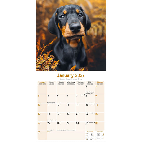 Dobermann Calendar 2027