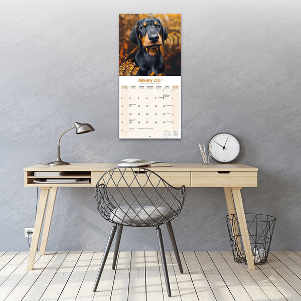 Dobermann Calendar 2027