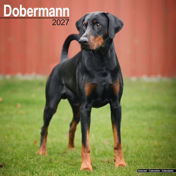 Dobermann Calendar 2027