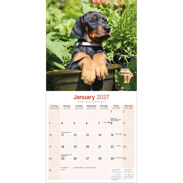 Doberman (US) Calendar 2027
