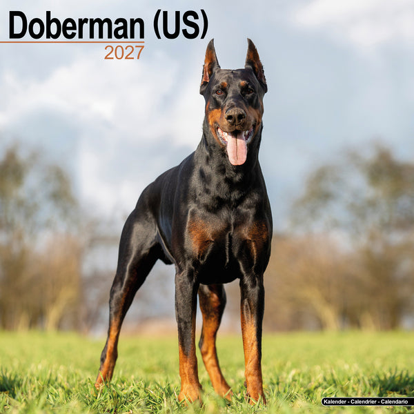 Doberman (US) Calendar 2027