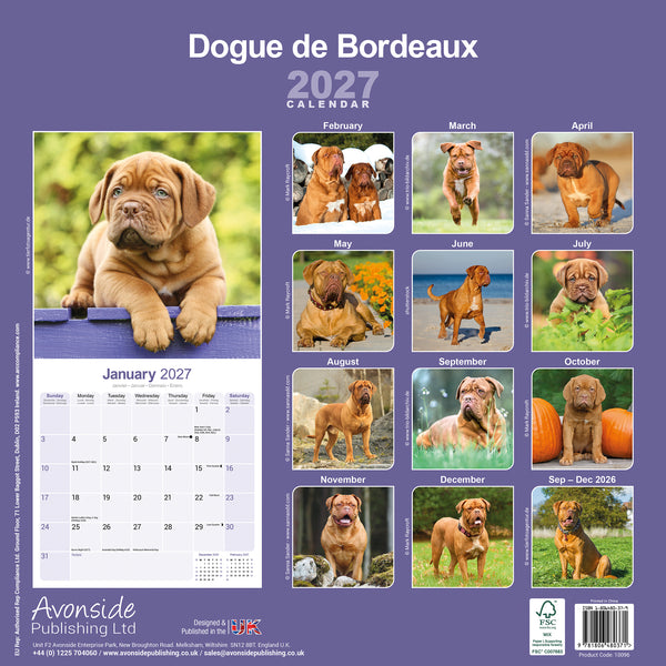 Dogue de Bordeaux Calendar 2027