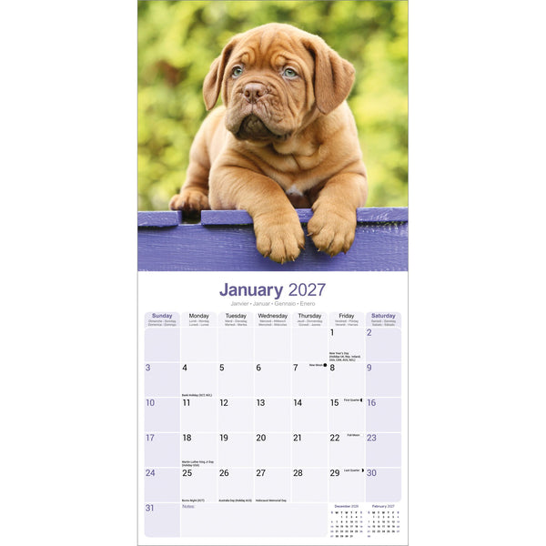 Dogue de Bordeaux Calendar 2027
