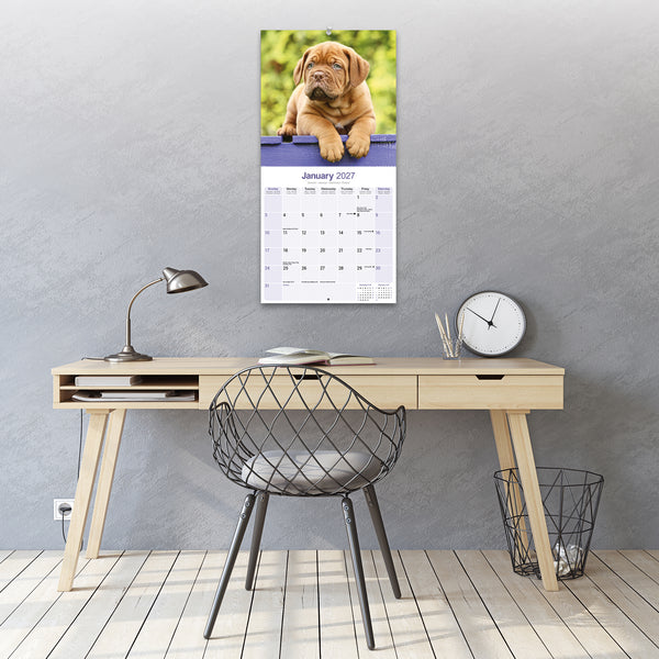 Dogue de Bordeaux Calendar 2027
