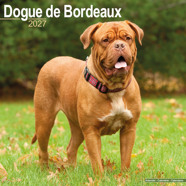 Dogue de Bordeaux Calendar 2027