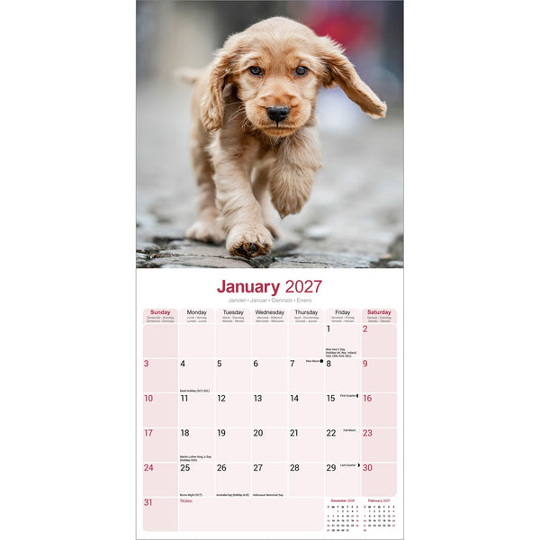English Cocker Spaniel Calendar 2027