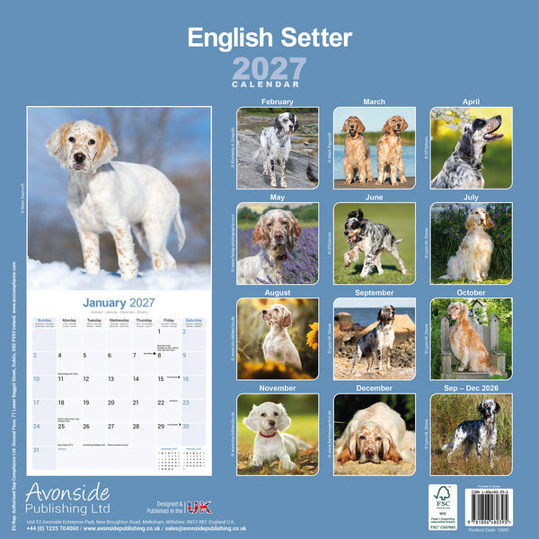 English Setter Calendar 2027
