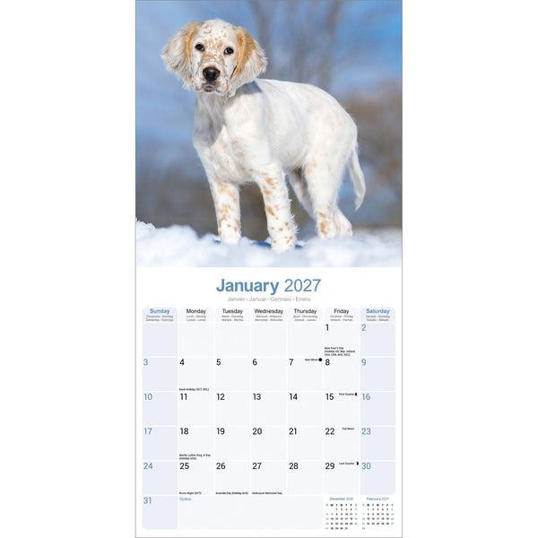 English Setter Calendar 2027