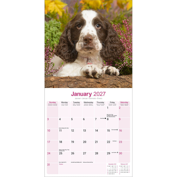 English Springer Spaniel Calendar 2027