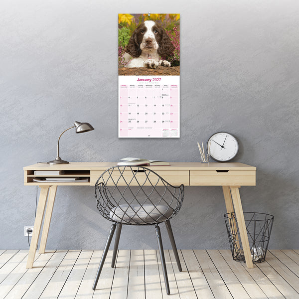 English Springer Spaniel Calendar 2027